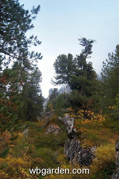 wbgarden alps 73.JPG